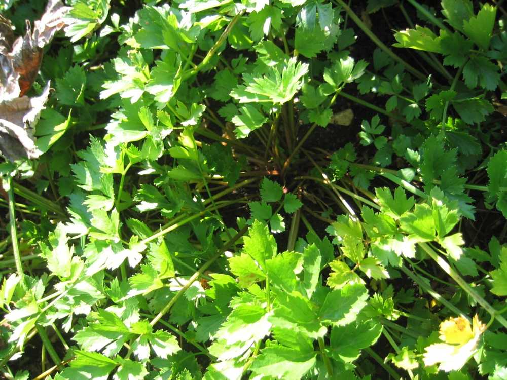 Apium graveolens (Sumpf-Sellerie, Wilder Sellerie)